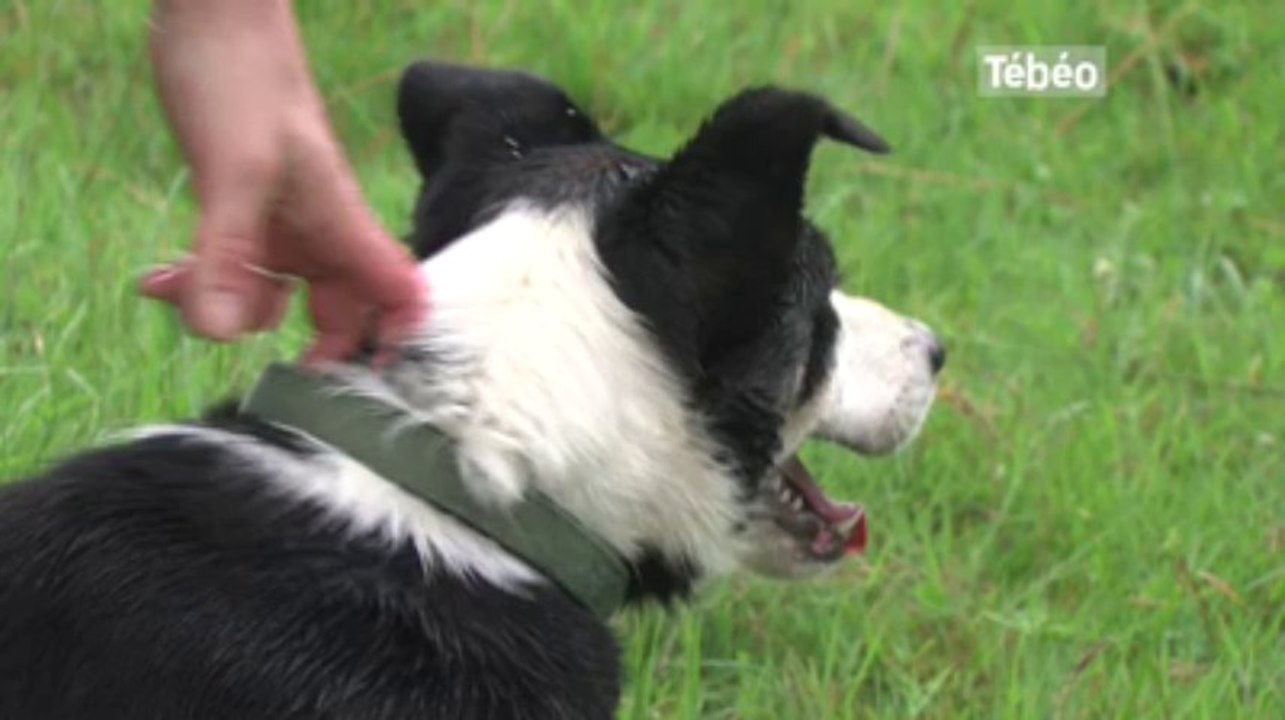 Carhaix. Chiens de troupeaux : finale du championnat de France