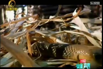 《自然密碼》20120514：澳洲動物精英