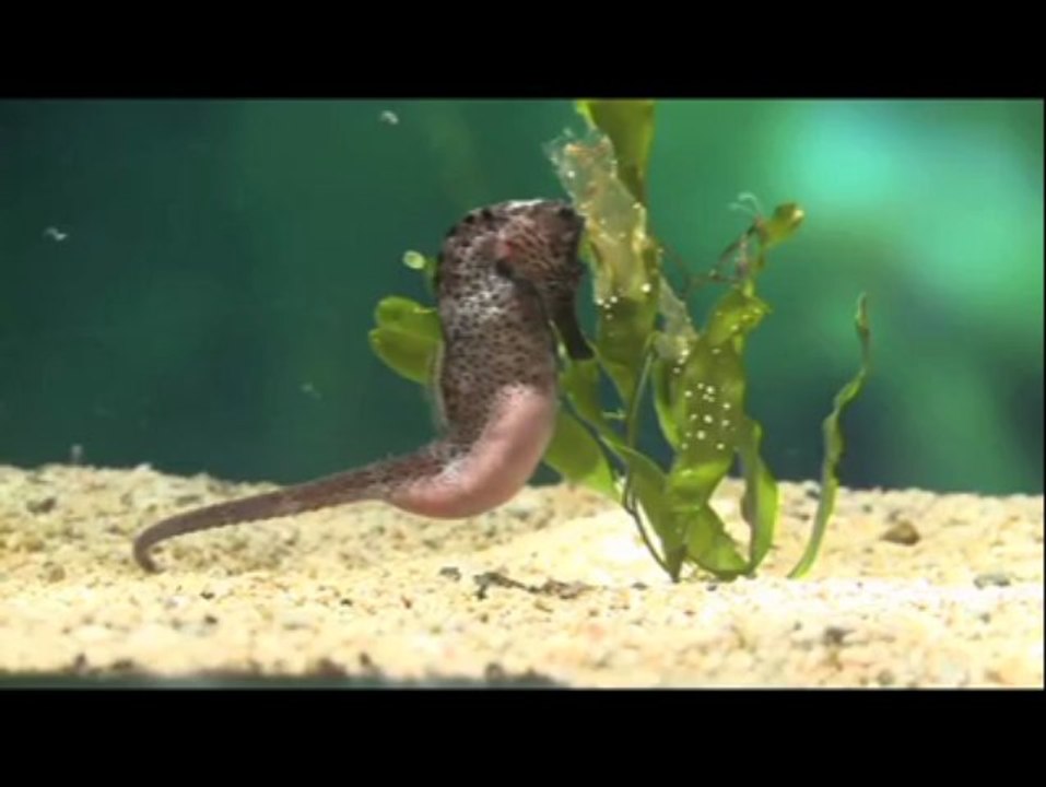 Océanopolis : naissance de bébés hippocampes