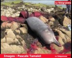 Fouesnant (29). Une baleine à bec s'échoue à Beg-Meil