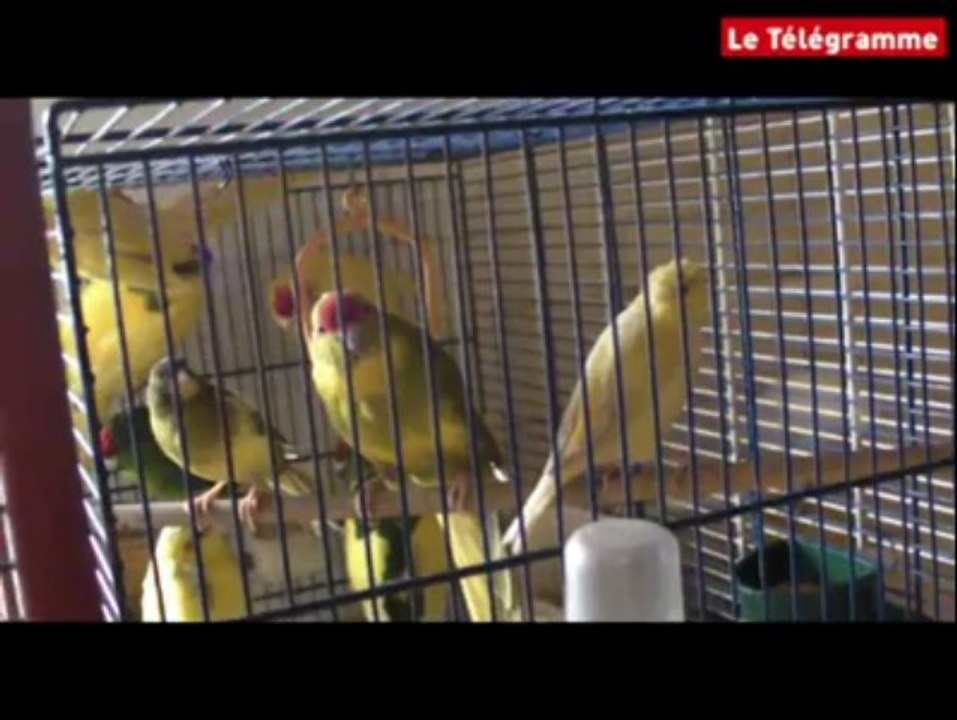 Brest. Plus de 80 animaux découverts dans un pavillon de Saint-Marc