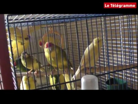 Brest. Plus de 80 animaux découverts dans un pavillon de Saint-Marc