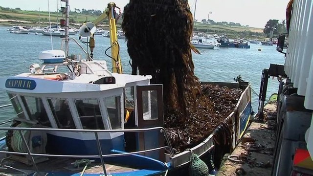 Algues : gestion durable de la récolte par les goémoniers dans le parc naturel marin d'Iroise, aire marine protégée située dans le Finistère à la pointe Bretagne en France