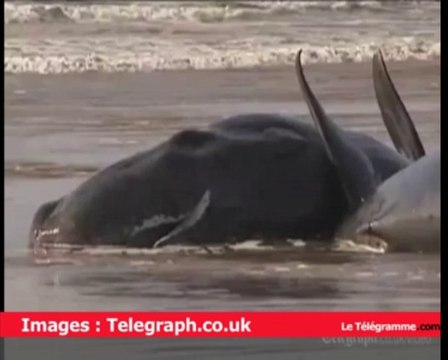 Australie. 22 cachalots morts échoués