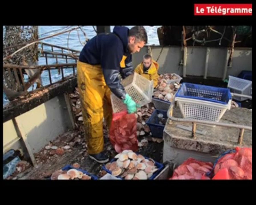 Saint-Quay-Portrieux. Première pêche à la coquille cette saison avec le "Black Pearl"