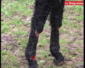 Ploeren (56). Une ânesse chute dans un puits et s'en sort indemne