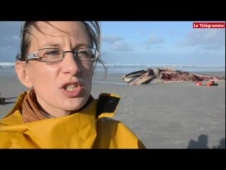Plomeur (29). "La baleine est amaigrie"