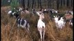 Plourivo. Les chèvres nettoient les landes du massif forestier