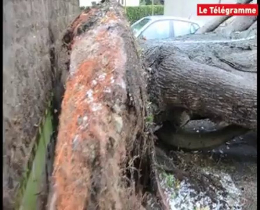 Lorient. Intempéries : un cyprès écrase plusieurs véhicules