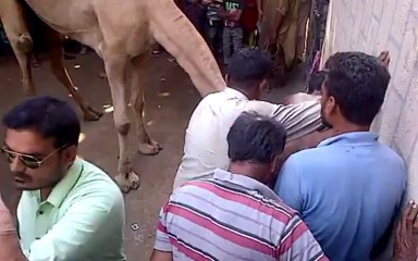 Inam bhai k camel ki qurbani Part 1 2013_x264