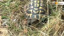 Tortue d'Hermann, une espèce menacée d'extinction