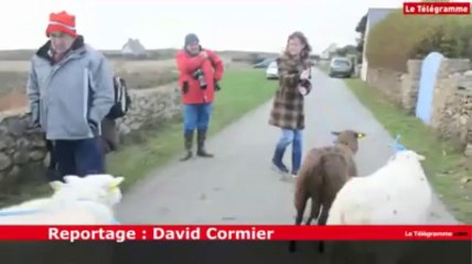 Ouessant. La dernière foire aux moutons d'un des rabatteurs