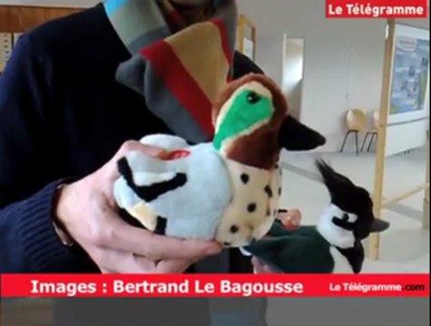 Séné (56). Réserve naturelle : février, le bon mois pour observer les oiseaux migrateurs