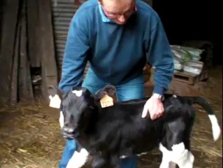 Un veau à cinq pattes nait à Lanmeur (29)