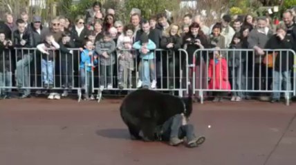Spectacle d'ours au Jardiland de Lanester