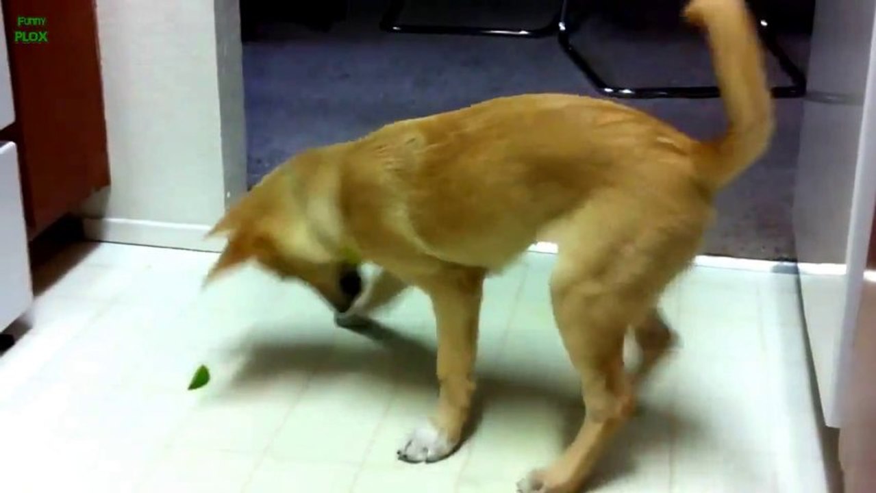 Des chiens jouent avec des citrons... Des vrais petits foufous!!