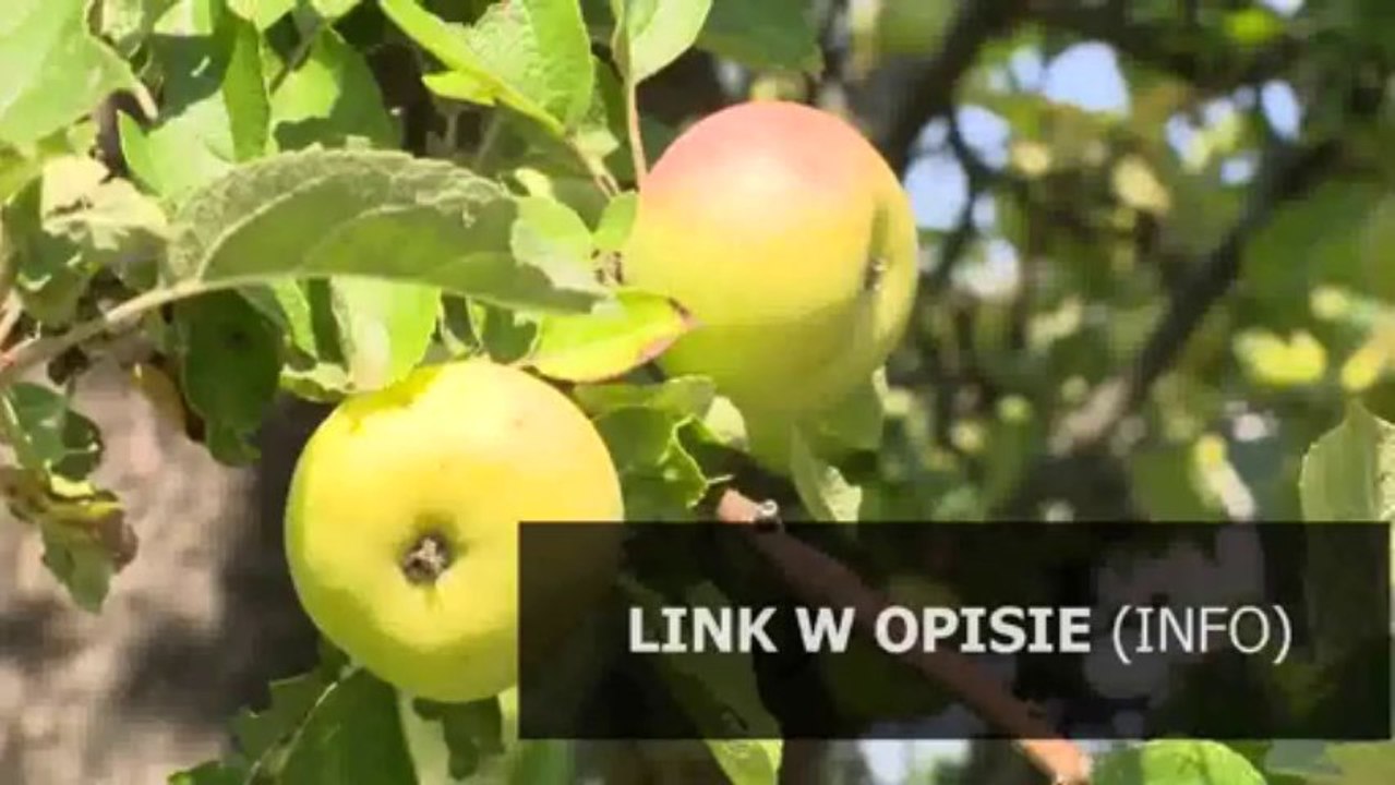 ostro brana
