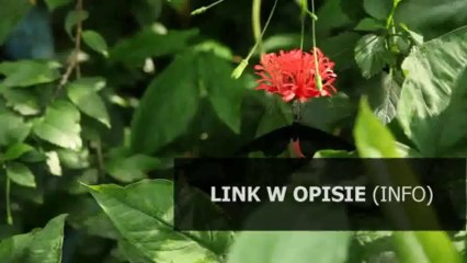 kody do play abonament