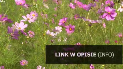 ROLAND styl disco polo