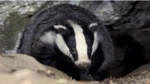 BBC Radio 4 - Farming Today, 23Oct13 on National Trust and culling badgers