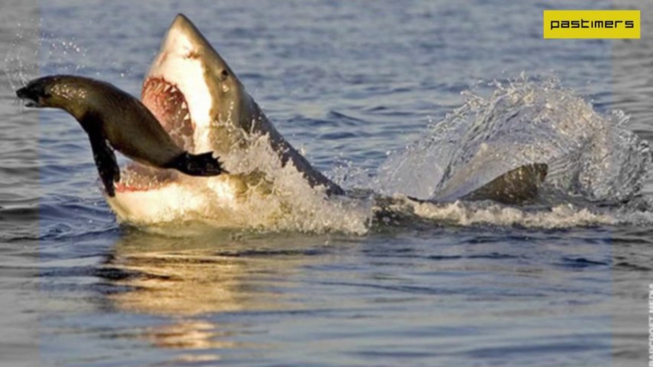 Amazing & Awesome Shark Catch
