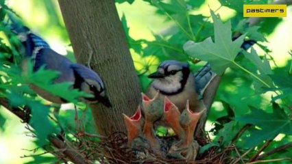 Amazing Interesting Animals In The World