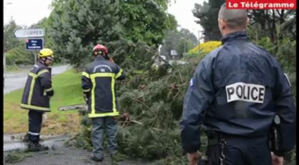 Vannes. Déraciné, un arbre tombe sur la route