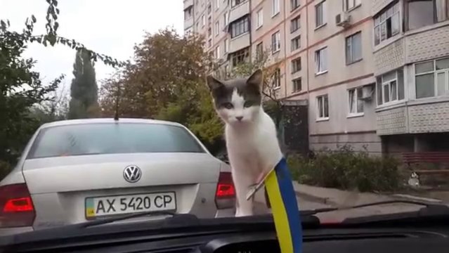 Chat Trop curieux! Attention petit!