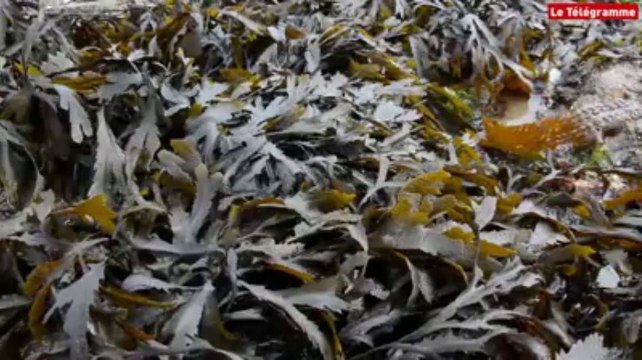 Damgan (56). Les pêcheurs à pied sont de sortie