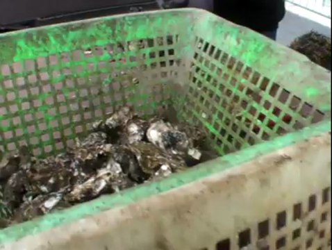 Paimpol. Bonne ambiance à la Fête de l'huître