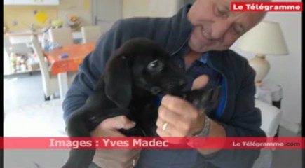 Lorient. Il sauve un chiot tombé dans la rade