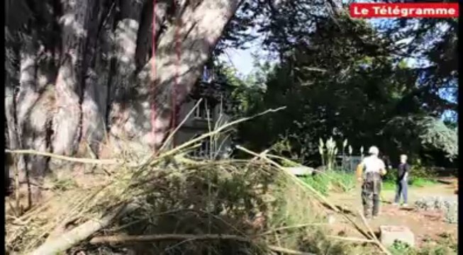Plestin-les-Grèves. Elagage d'un cyprès de six mètres de diamètre