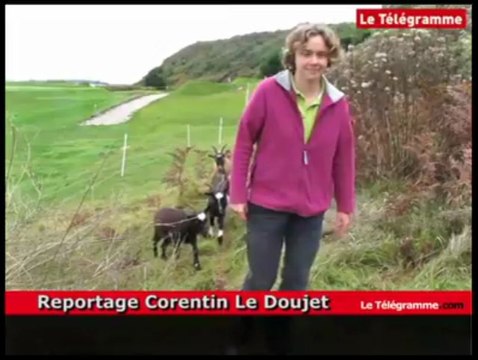 Saint-Cast-le-Guildo. Des chèvres pour entretenir le golf