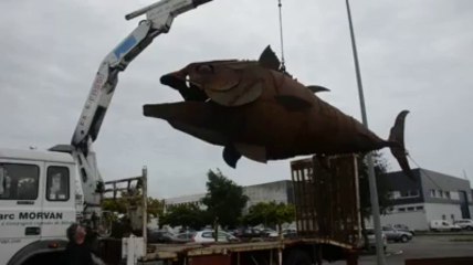 Concarneau. Un thon géant s'envole sur le port ! (2)