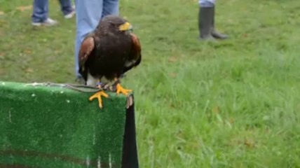 Spectacle de fauconnerie à Auray