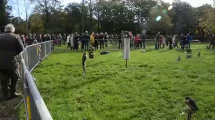 Spectacle de fauconnerie à Auray