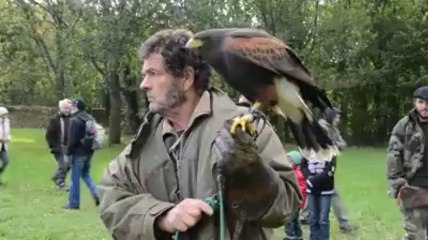 Spectacle de fauconnerie à Auray