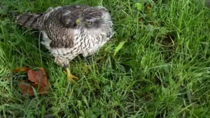 Spectacle de fauconnerie à Auray