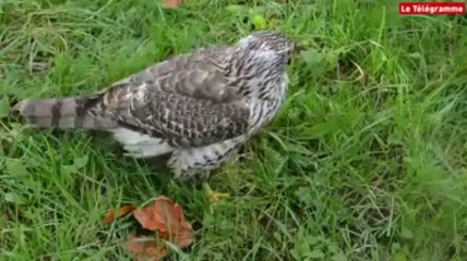 Erdeven (56). Chasse : un rendez-vous de fauconnerie d'ampleur nationale