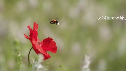 Zeki Müren - - Beni cânımdan ayırdı âh gönlümü yıktı temelden