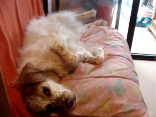 Un sommeil de chien!