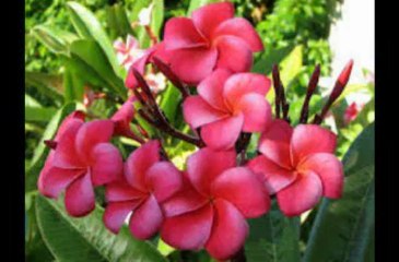 bangla song asif Monir++juli