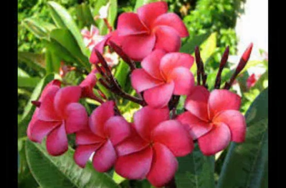 bangla song asif Monir++juli
