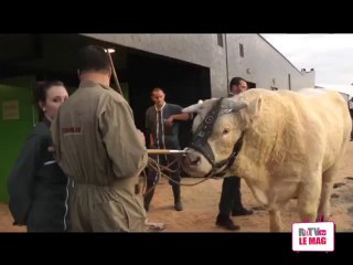 FETE du CHAROLAIS 2013