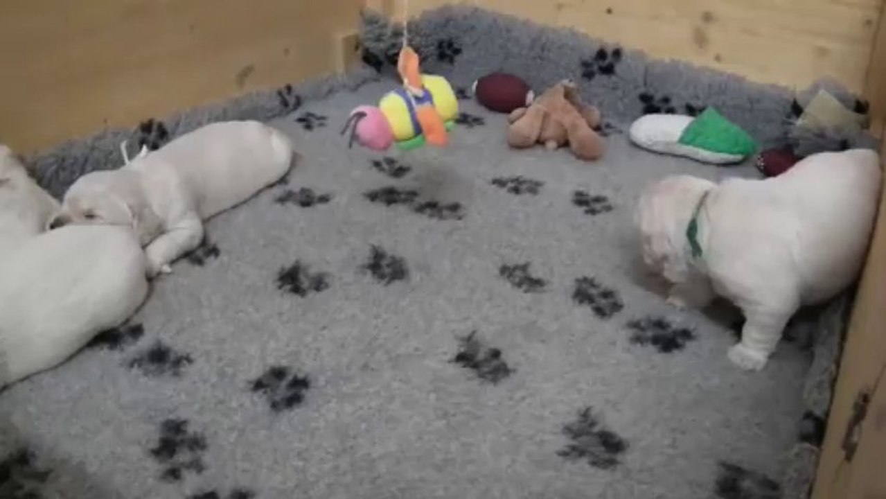 Chiots golden retriever à 3 semaines - 1