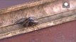 Angleterre: invasion d'araignées et déferlement de rumeurs