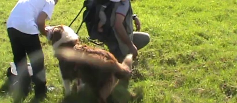 recherche utilitaire avec un berger australien