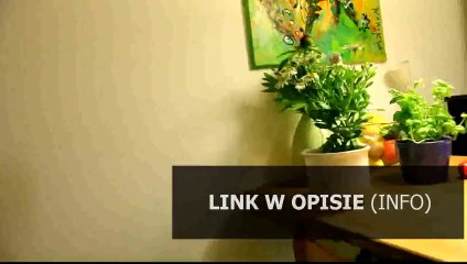 poradnik do ibota tibia