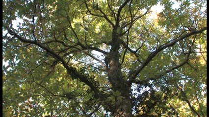 Le temps des châtaignes (Bande annonce)