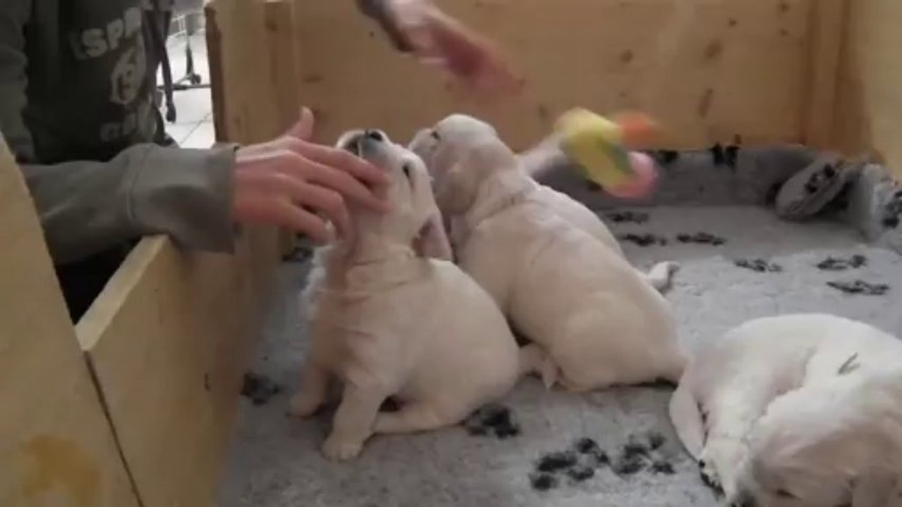 Chiots golden retriever à 3 semaines - 2